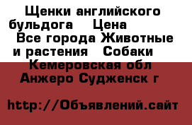 Щенки английского бульдога  › Цена ­ 60 000 - Все города Животные и растения » Собаки   . Кемеровская обл.,Анжеро-Судженск г.